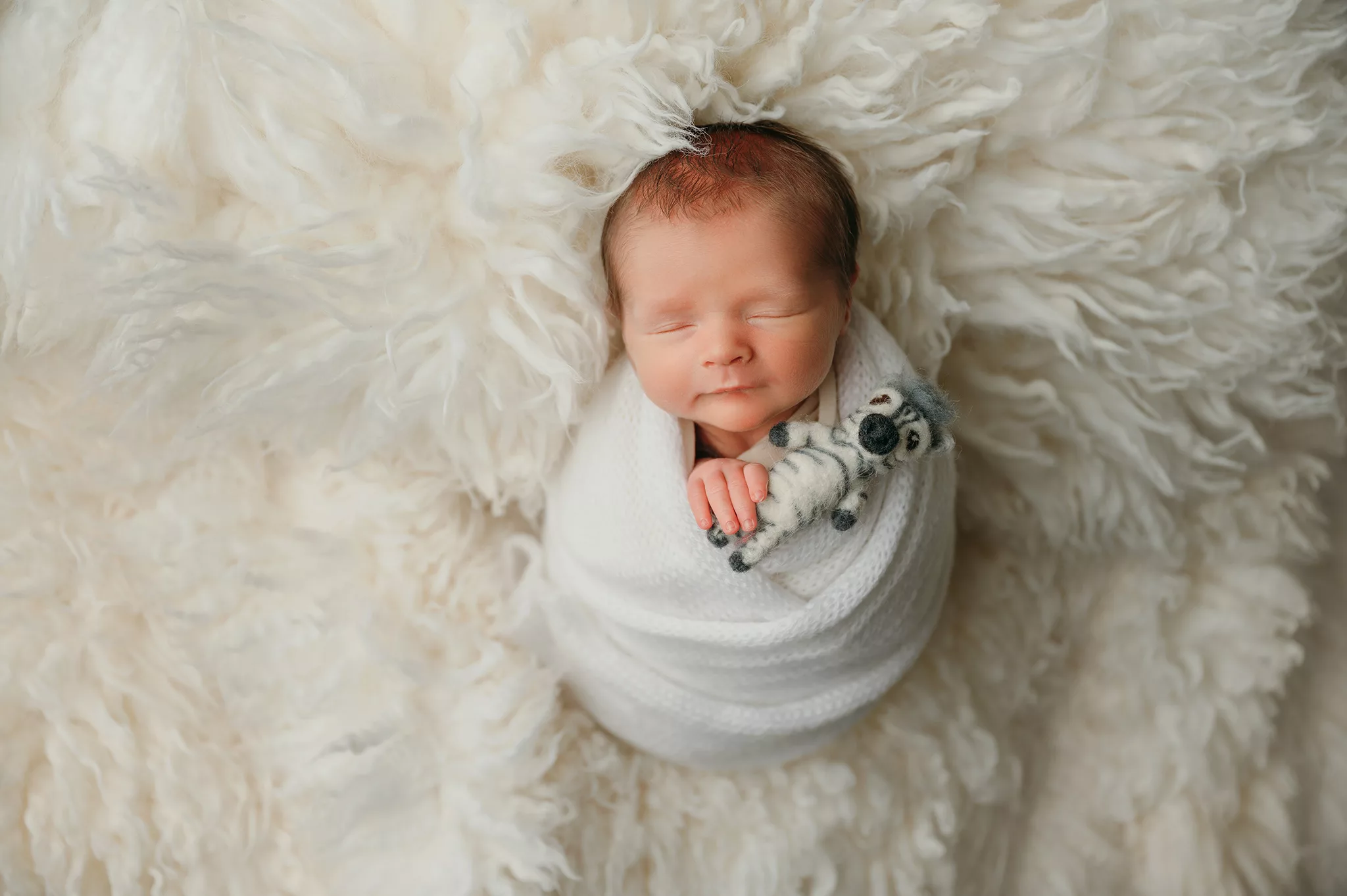 newborn photo with zebra | Little Luna Photography